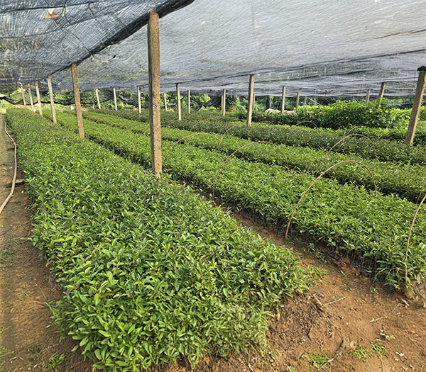 CÔNG TY TNHH TAM DƯƠNG BẮC